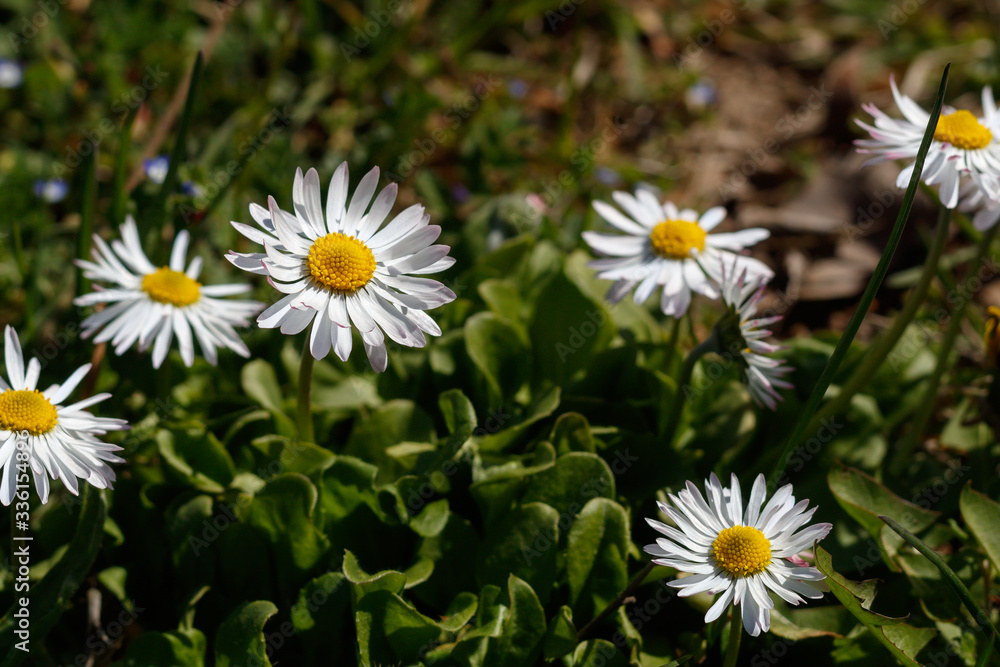 Beautiful Daisies in The Grass. Spring Blossom Beautiful Daisies in The Grass. Spring Blossom