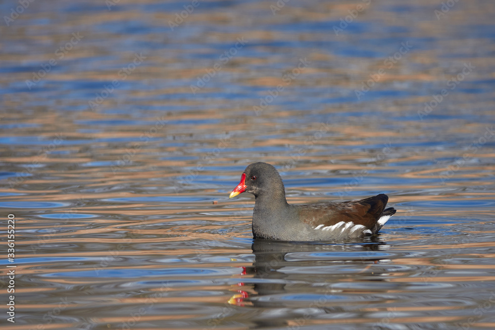 Moorhuhn schwimmt seitlich ins Bild und spiegelt sich dabei schön im Wasser Moorhuhn schwimmt seitlich ins Bild und spiegelt sich dabei schön im Wasser