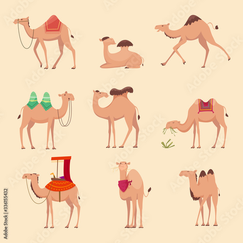 Desert camels. African funny animals for travelling across africa or egypt vector pictures. Camel african mammal, ride animal dromedary illustration