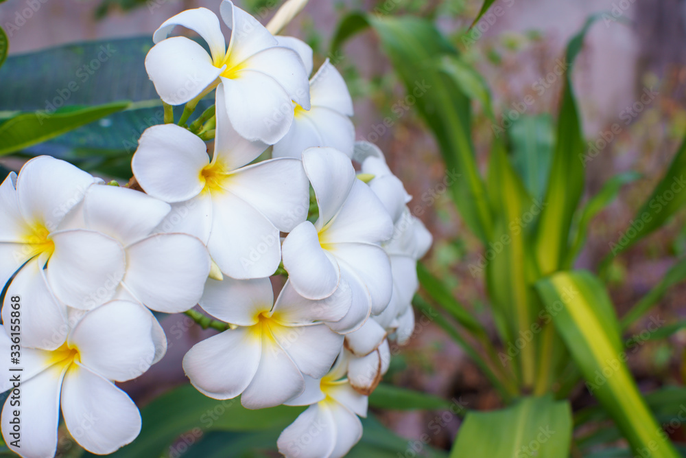 Obraz premium Close up Plumeria flowers blossom white color beautiful tree relax in the green park outdoor sunlight and flare background spa concept.