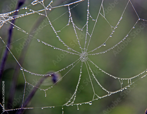 web with water drops