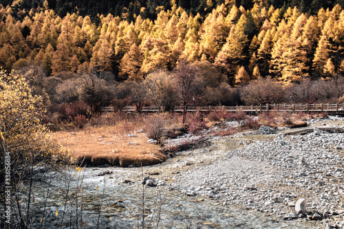 Nature landscape river in pine forest mountain valley,Snow Mountain in daocheng yading,Sichuan,China.