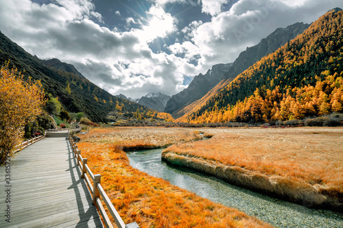 Nature landscape river in pine forest mountain valley,Snow Mountain in daocheng yading,Sichuan,China.