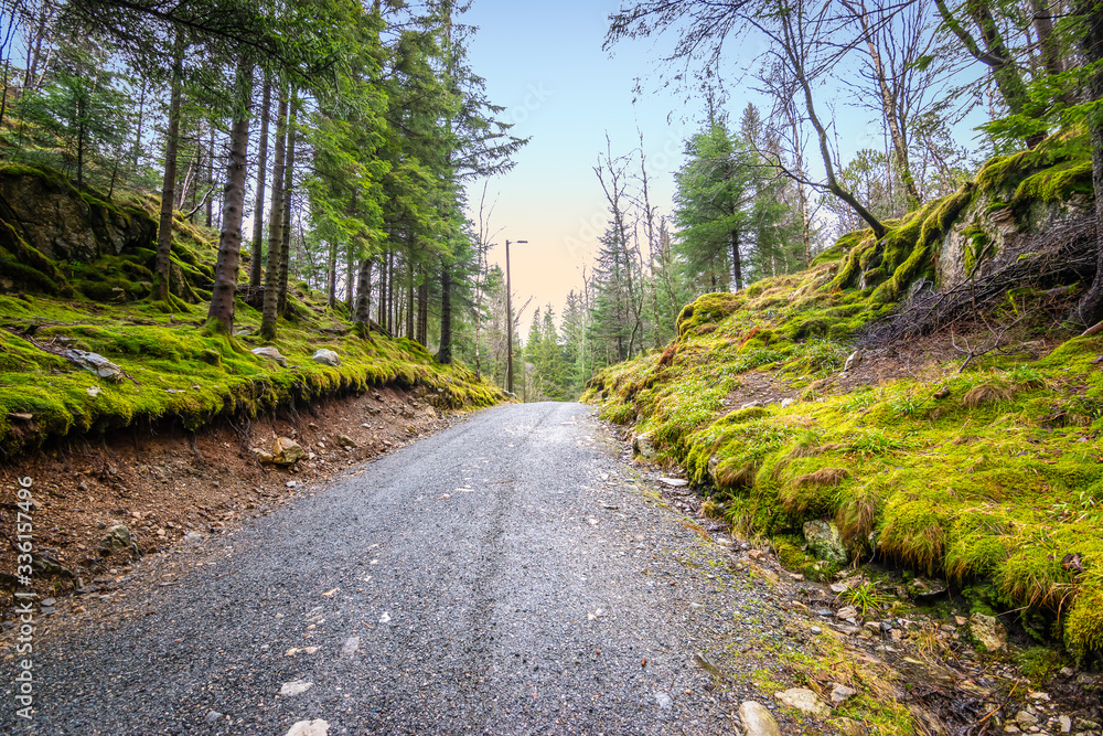 Road in the pine forest in Norway. Beautiful Scandinavian woods landscape.