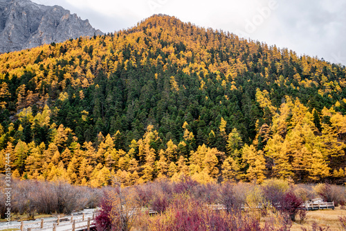 Nature landscape river in pine forest mountain valley,Snow Mountain in daocheng yading,Sichuan,China.