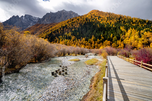 Nature landscape river in pine forest mountain valley,Snow Mountain in daocheng yading,Sichuan,China.