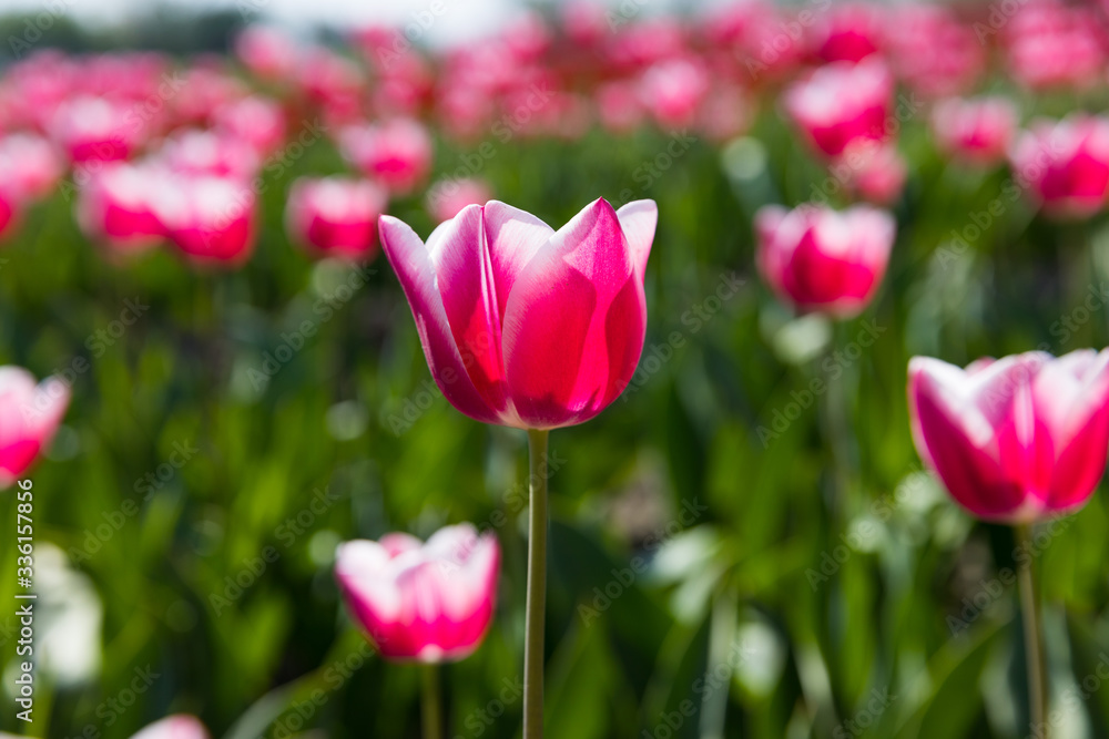 blühendes Tulpenfeld in den Niederlanden im Frühling blühendes Tulpenfeld in den Niederlanden im Frühling