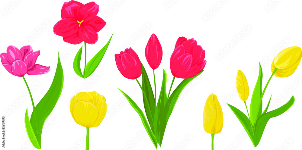 spring tulips isolated on white background