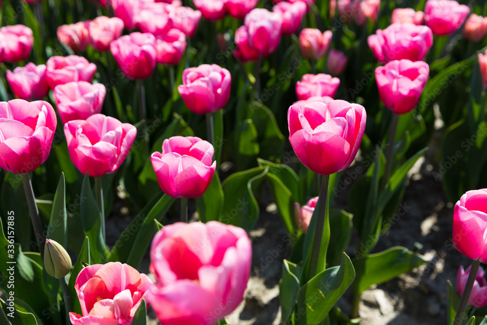 blühendes Tulpenfeld in den Niederlanden im Frühling