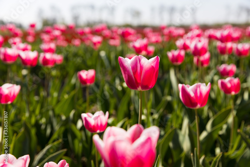 blühendes Tulpenfeld in den Niederlanden im Frühling photo
