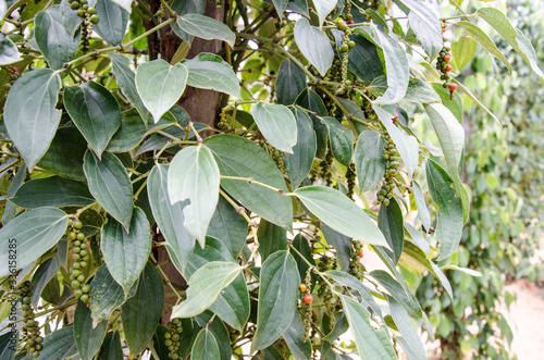 Φωτογραφία grappes de graines de poivre sur leur liane