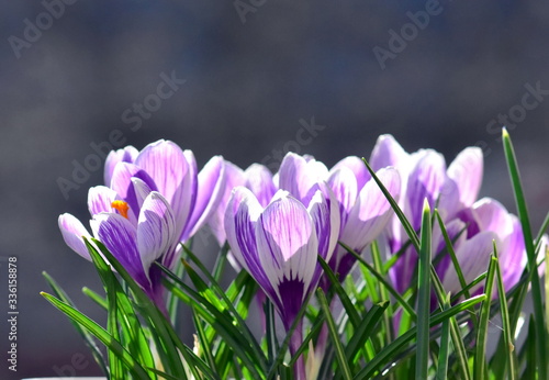 spring crocus flowers © Biljana Nik