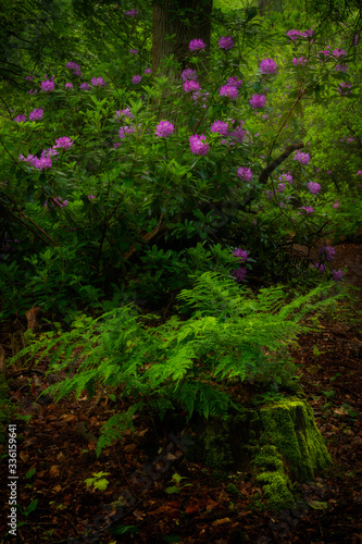 Wild rhodondendron's in a Forest on the Oude Buisse Heide near Breda in the Netherlands.