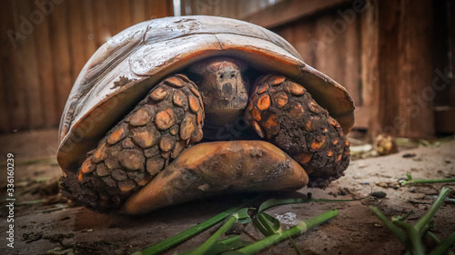 Bild auf Leinwand Tortuga
