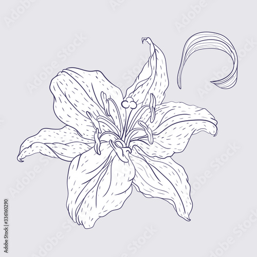 Oriental Lily Flower and Leaf