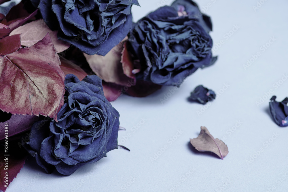 Obraz premium Bouquet of colored, wilted, blue roses with red foliage.