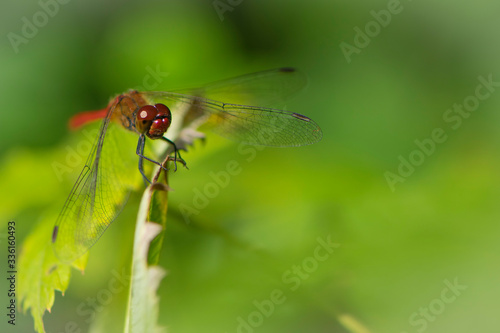 dragonfly sits on a green plant 