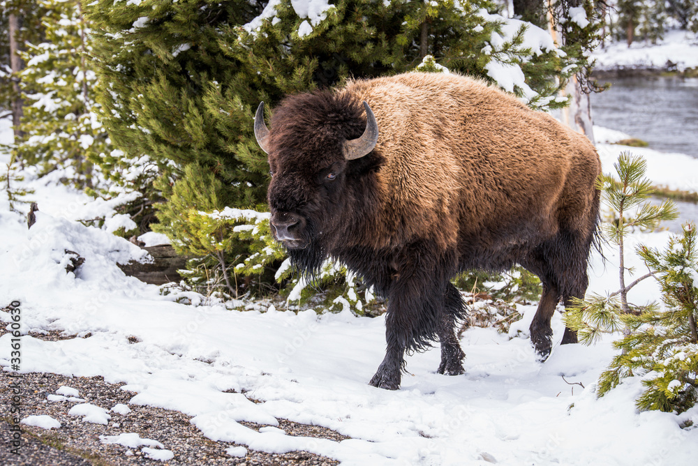 Buffalo Buffalo