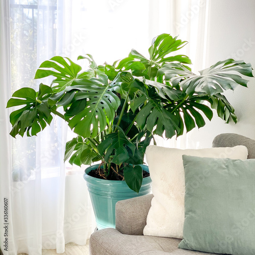 monstera deliciosa plant in the living room