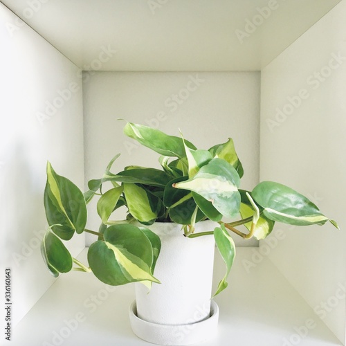 green philodendron brasil plant in a pot