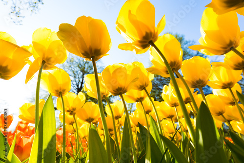 bl  hendes Tulpenfeld in den Niederlanden im Fr  hling