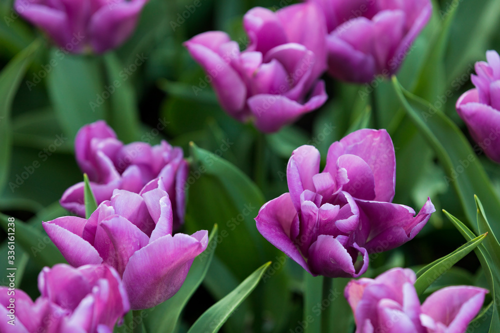 blühendes Tulpenfeld in den Niederlanden im Frühling