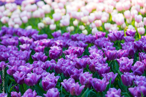 blühendes Tulpenfeld in den Niederlanden im Frühling