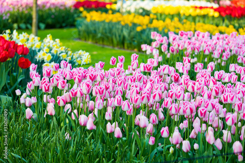 Wallpaper Mural blühendes Tulpenfeld in den Niederlanden im Frühling Torontodigital.ca