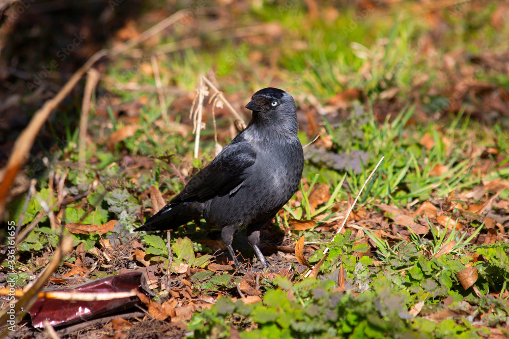 Bird rook sits in grass and watches Bird rook sits in grass and watches