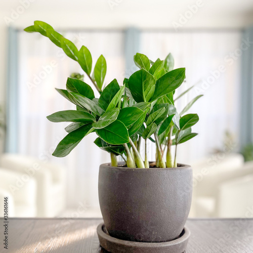 green zz plant in a pot