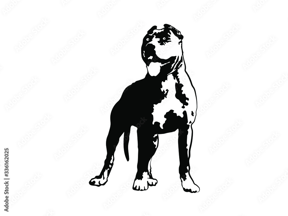 American Pit Bull Pitbull Bully Staffordshire Terrier Pit Bull Dog