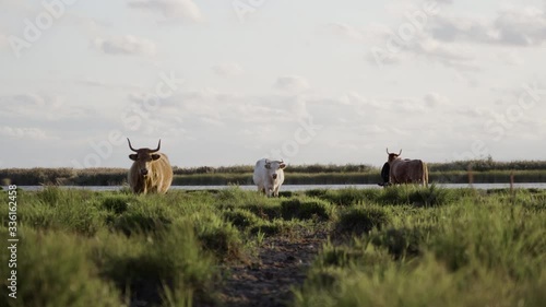 Wild cows grazing and eating grass in meadow by lake photo