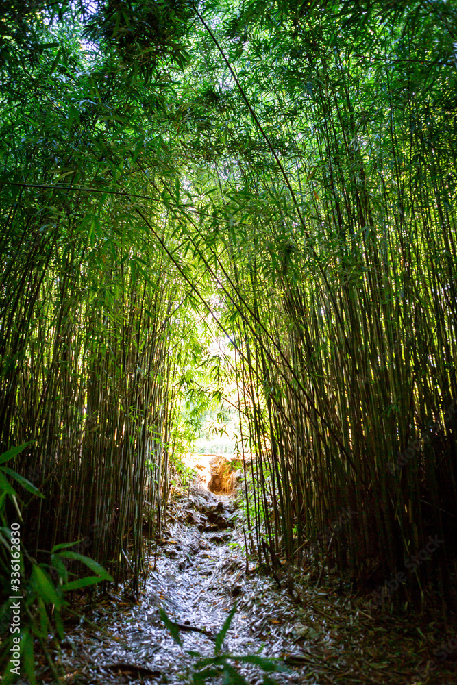 Obraz premium footpath in the bamboo forest