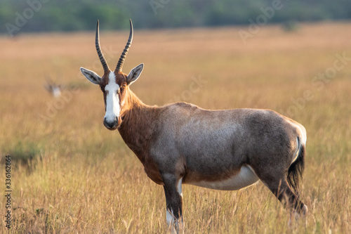 Oryx Antilope in der Karoo Halbw  ste