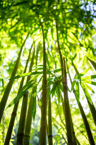 bamboo forest background