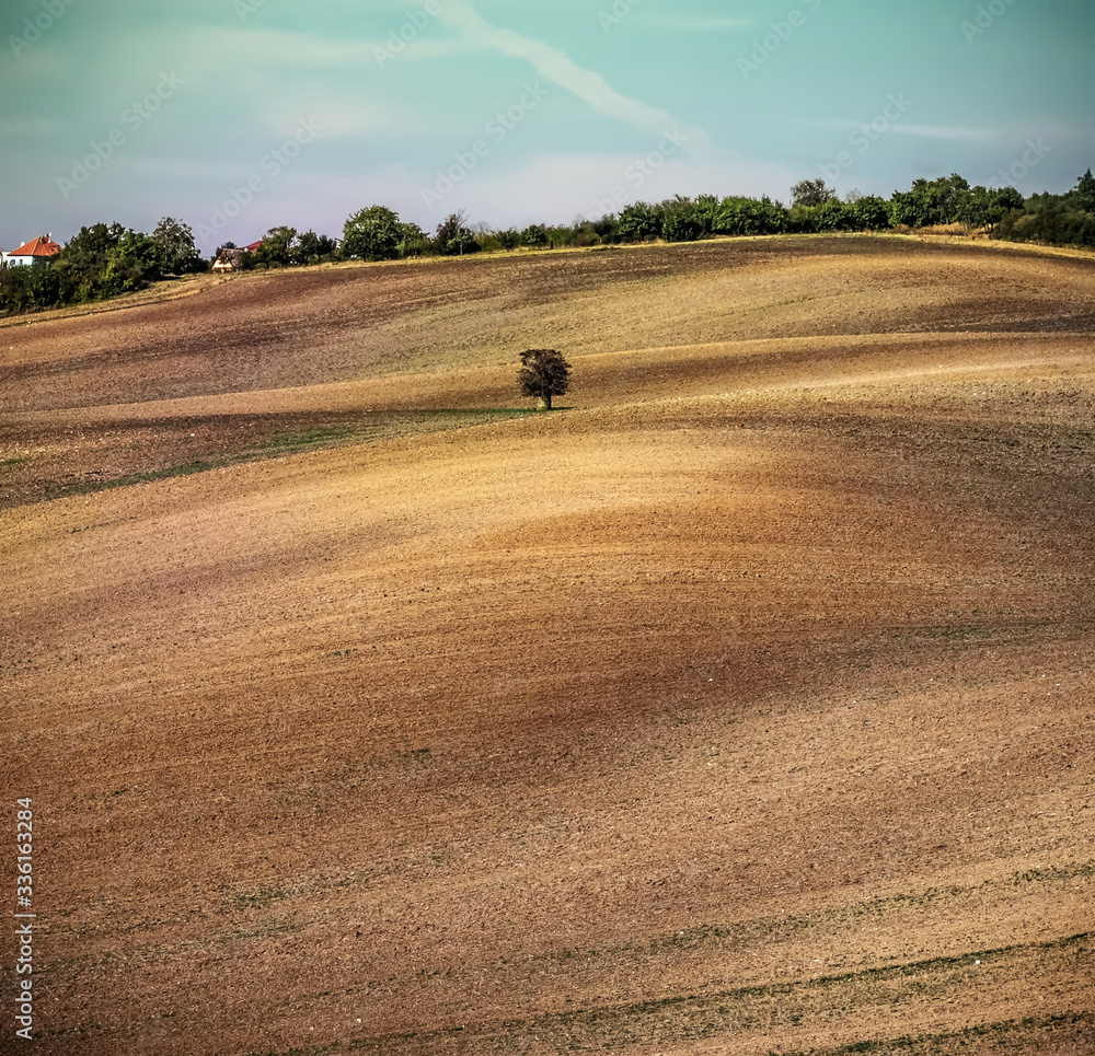 Obraz premium Lonely tree on an empty brown plowed field