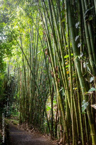 green bamboo forest