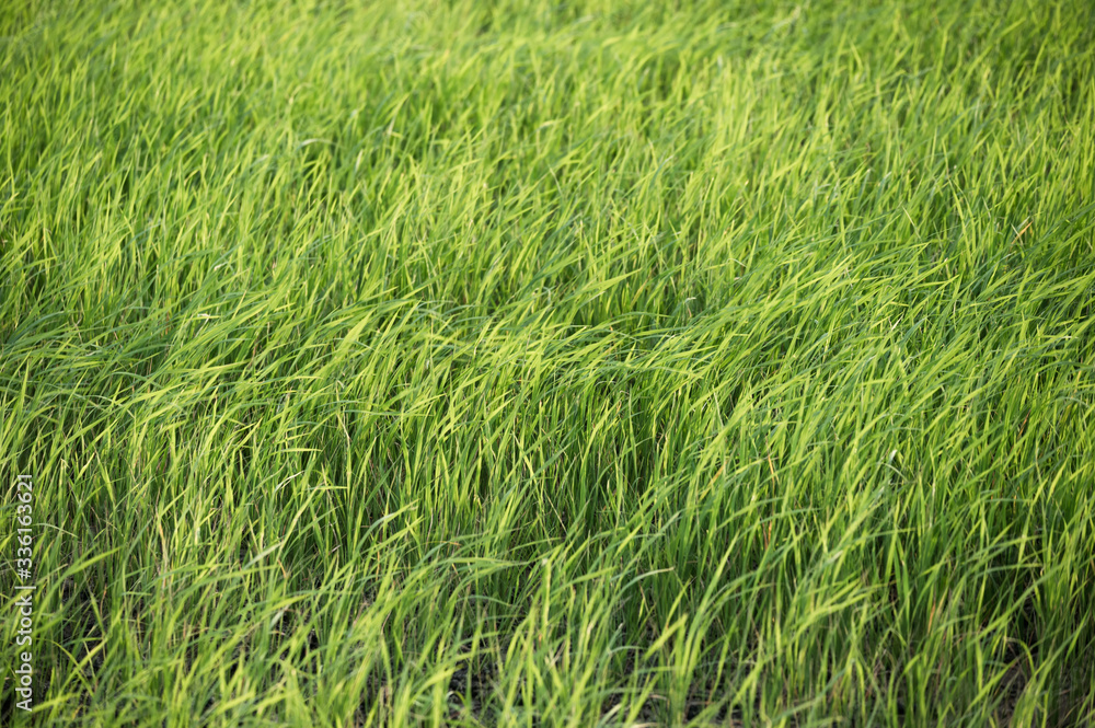 Obraz premium Green rice field in plantation at countryside