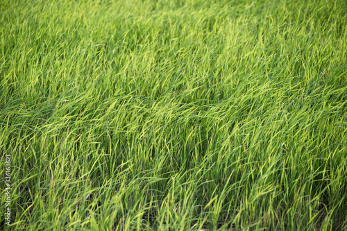 Green rice field in plantation at countryside