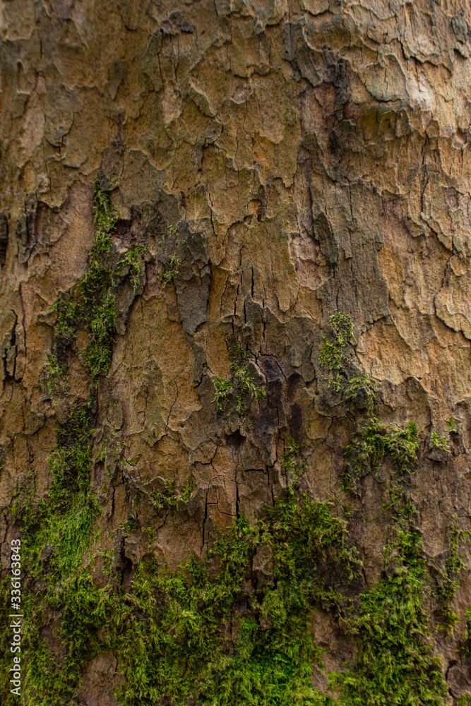 Tree bark texture