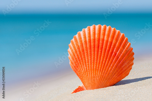 Orange brightly coloured Scallop shell of saltwater clam (marine bivalve mollusc) on white sand against turquoise ocean water and blue sky. Summer beach vacation background with left side copy space.