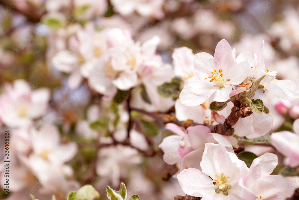 Spring flowering apple tree in garden, background. Macro shooting, photography.