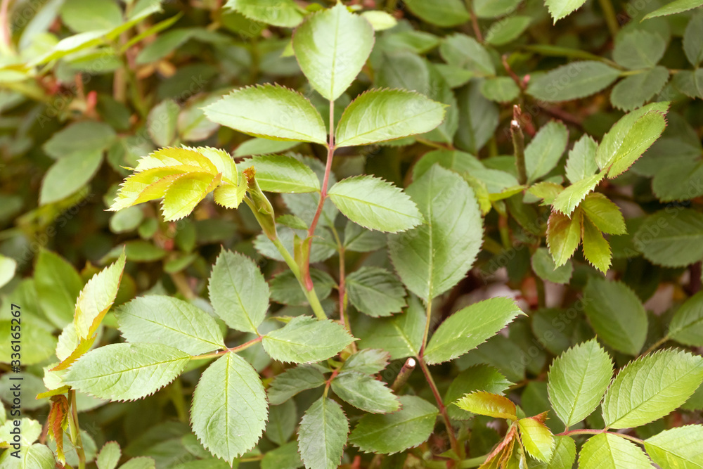 Obraz premium Bush roses with green leaves. Rose before flowering.