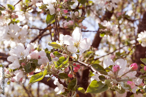 Spring flowering apple tree in garden  background. Macro shooting  photography.