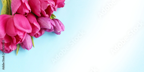 Pink astromeria and lilac tulips on a light blue background. Spring holiday composition. Background for postcards, invitations, and greetings. photo