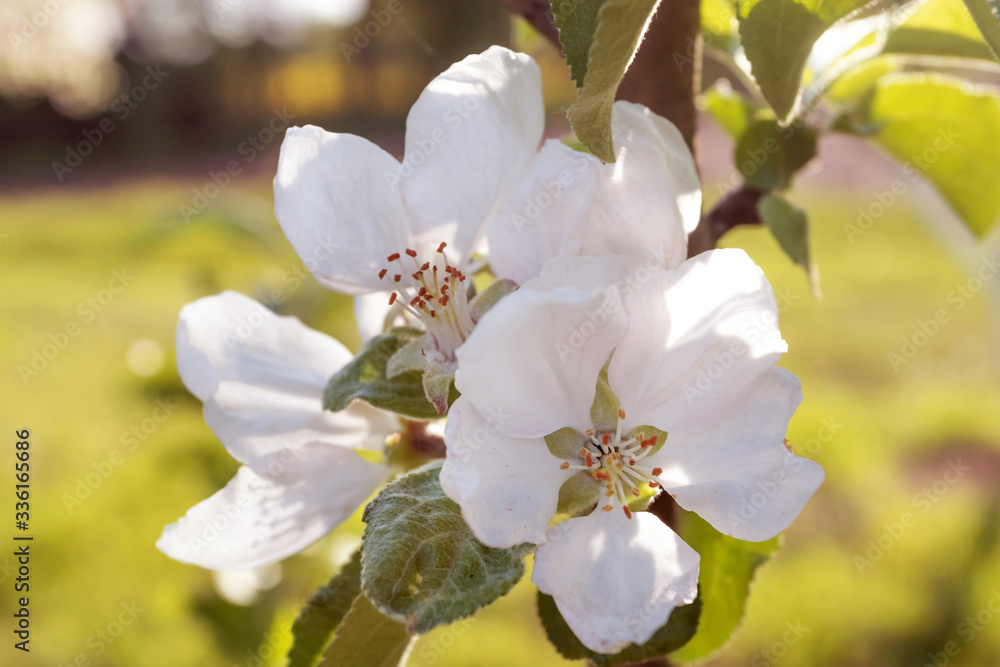 Spring flowering apple tree in garden, background. Macro shooting, photography. Spring flowering apple tree in garden, background. Macro shooting, photography.