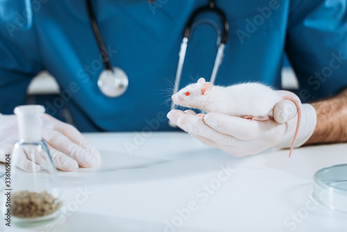 Fototapeta Naklejka Na Ścianę i Meble -  cropped view of veterinarian in latex gloves holding white mouse