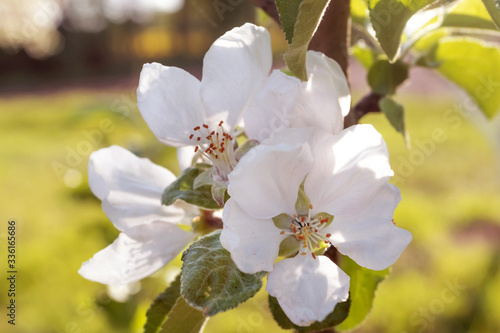 Spring flowering apple tree in garden, background. Macro shooting, photography.