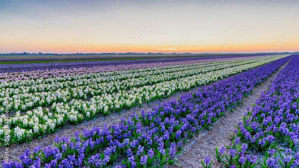 Field of Hyacint flowers during the early hours of the day near Alkmaar