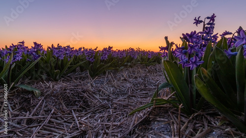 Low angle shot of Hyacint flowers against a colorful sunrise sky photo